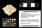 Foto (Objekt + Etiketten) von Cycloprosopon complanatiforme (Moericke, 1889) 